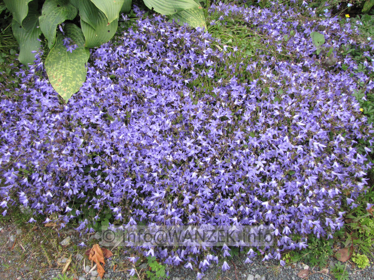 Campanula poscharskyana Stella 01.JPG